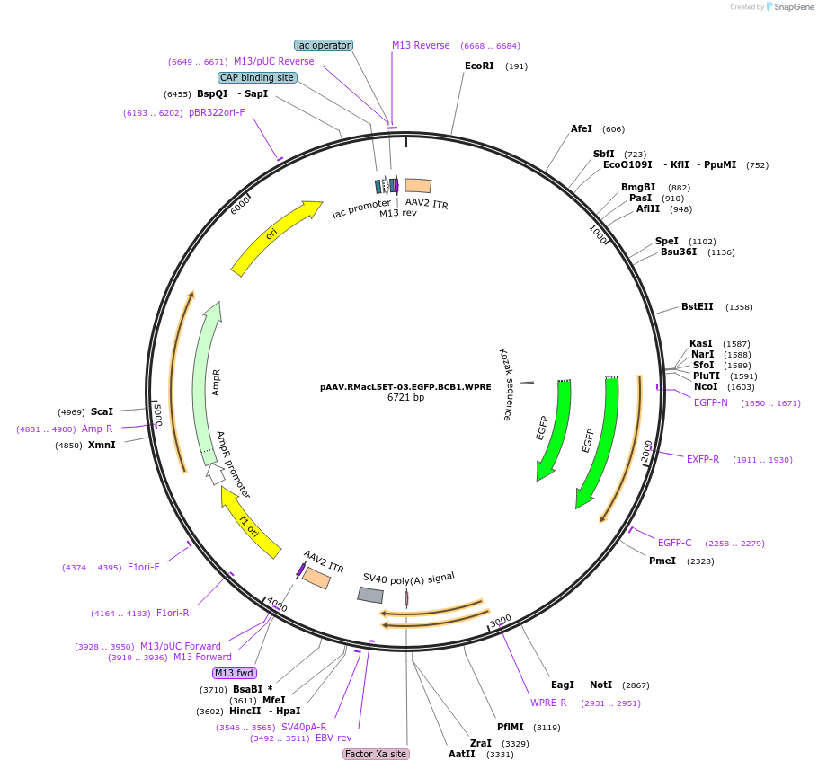 229629-plasmid-map-sequence-id-461585