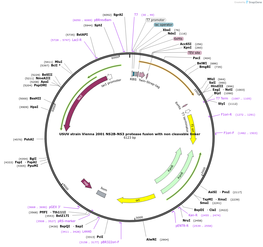 228658-plasmid-map-sequence-id-461586