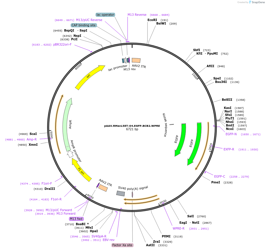 229630-plasmid-map-sequence-id-461588