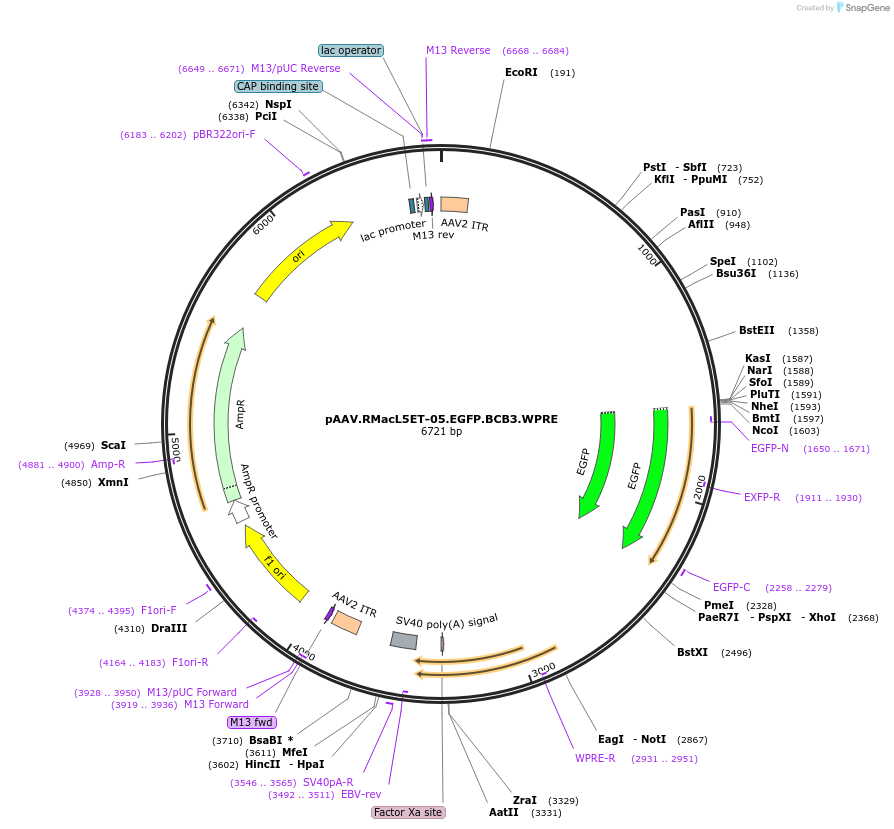 229631-plasmid-map-sequence-id-461589