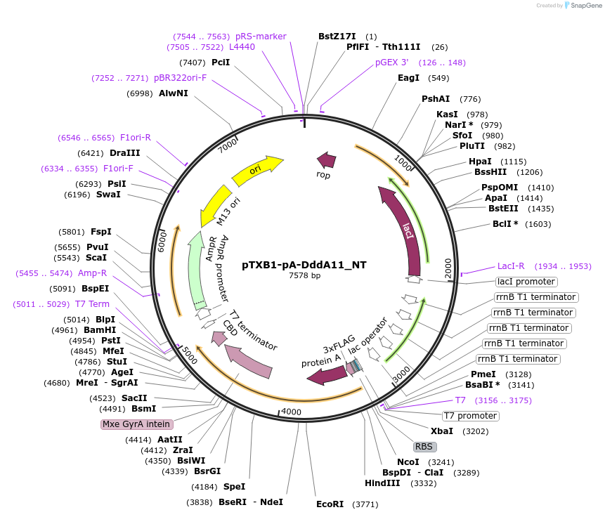 232443-plasmid-map-sequence-id-461590