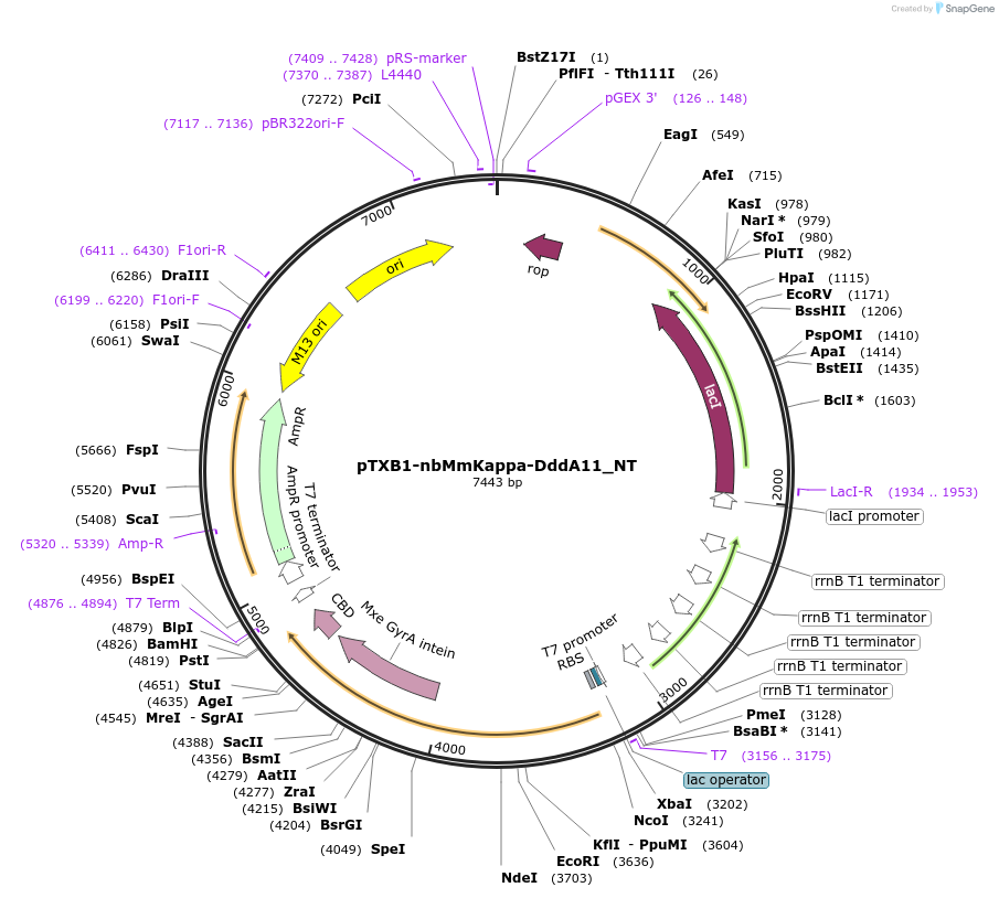 232442-plasmid-map-sequence-id-461592