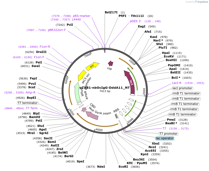 232441-plasmid-map-sequence-id-461593