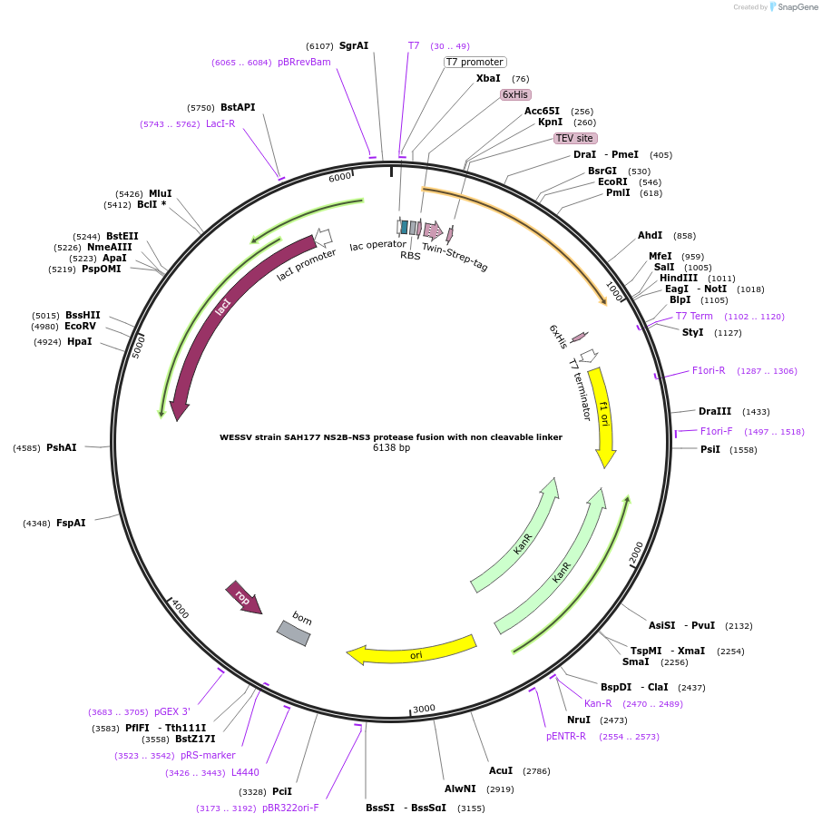 228659-plasmid-map-sequence-id-461599
