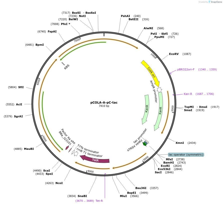 213494-plasmid-map-sequence-id-461600