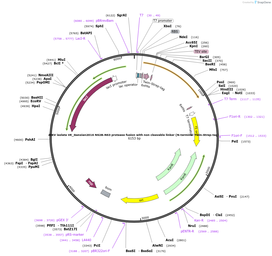 228661-plasmid-map-sequence-id-461602