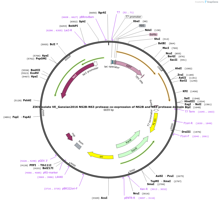 228663-plasmid-map-sequence-id-461604