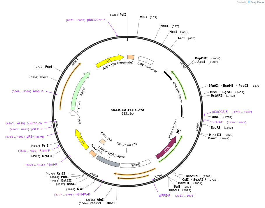 232236-plasmid-map-sequence-id-461666