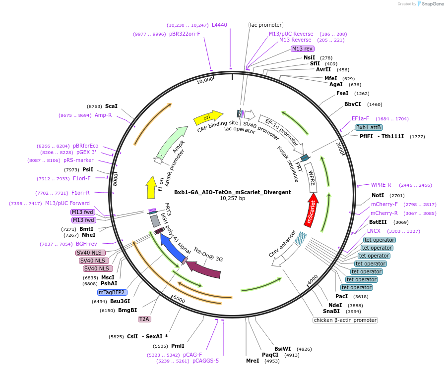 229791-plasmid-map-sequence-id-461674