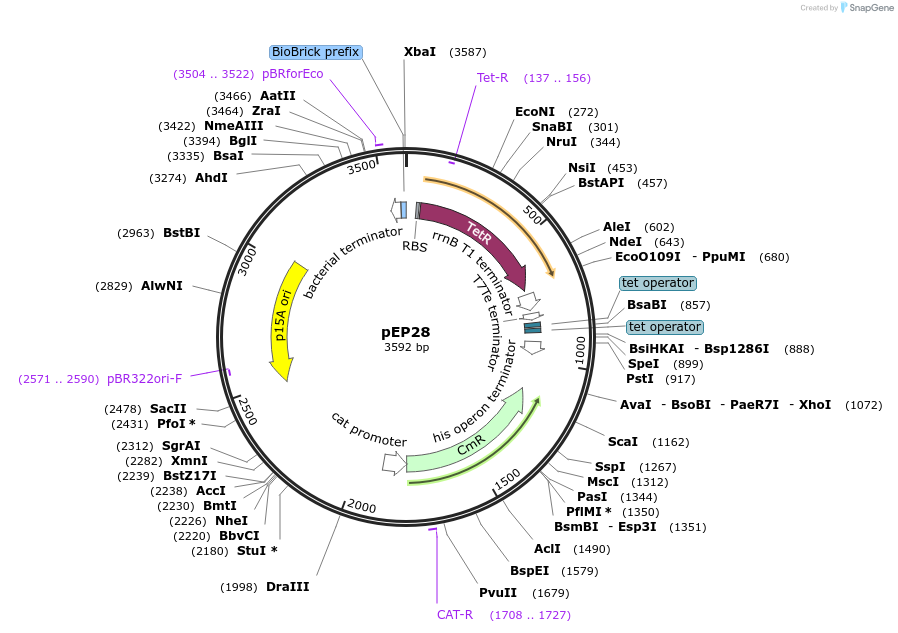 229235-plasmid-map-sequence-id-461677