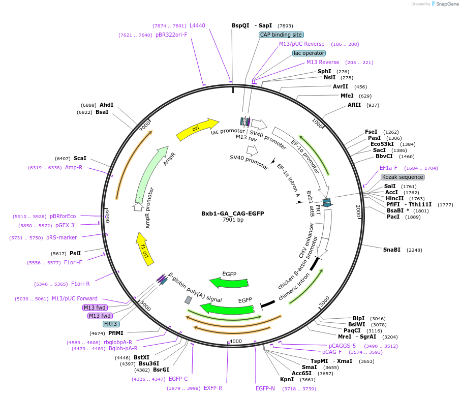 229799-plasmid-map-sequence-id-461678