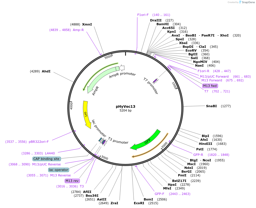 34796-plasmid-map-sequence-id-46168