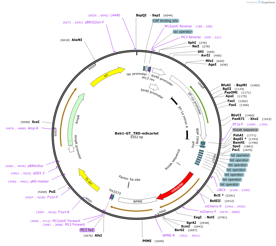 229796-plasmid-map-sequence-id-461682