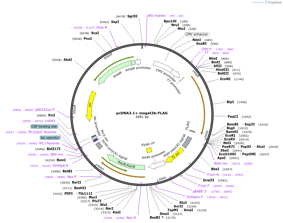 232145-plasmid-map-sequence-id-461741