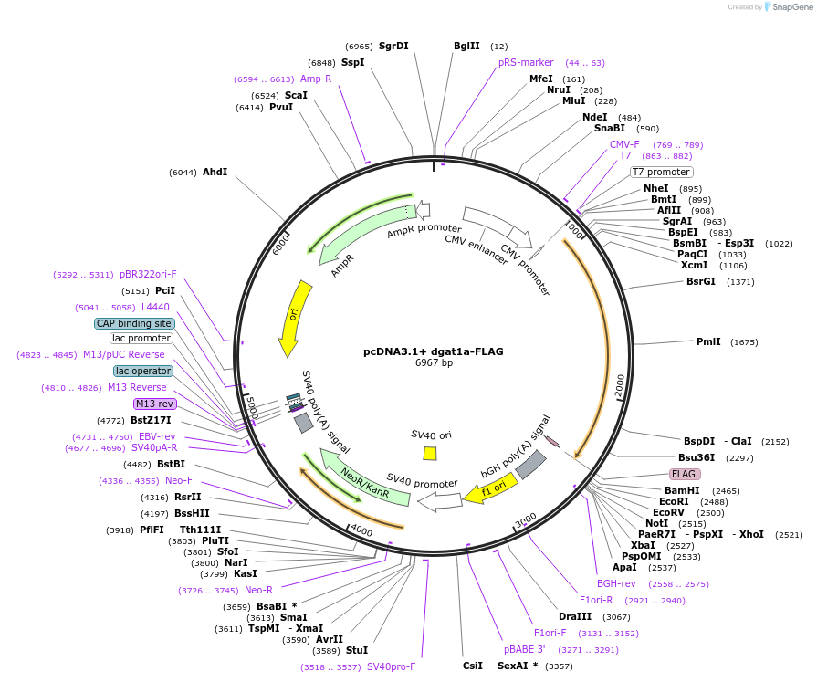 232143-plasmid-map-sequence-id-461745