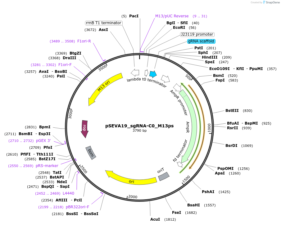 231410-plasmid-map-sequence-id-461746
