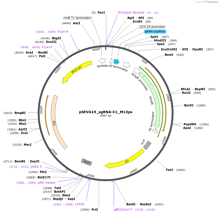 231411-plasmid-map-sequence-id-461747