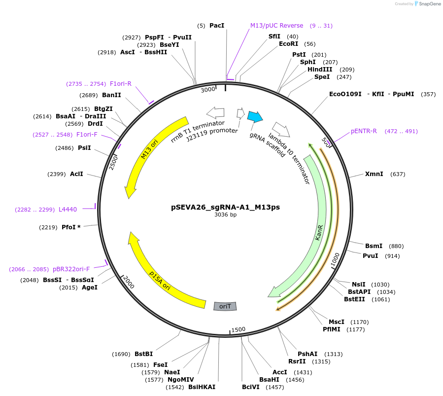 231414-plasmid-map-sequence-id-461748