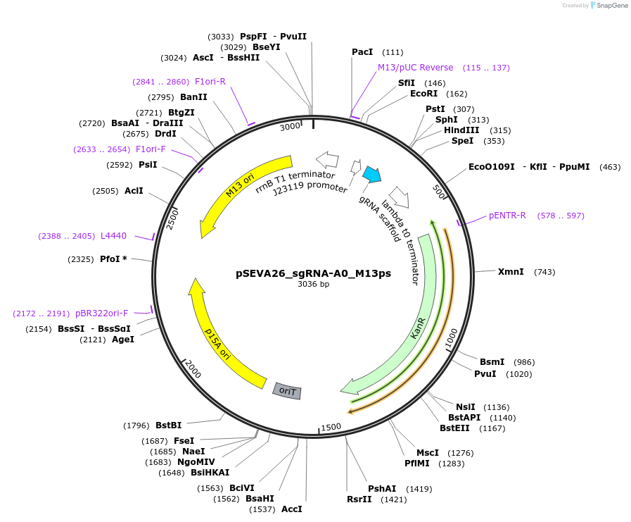 231413-plasmid-map-sequence-id-461753