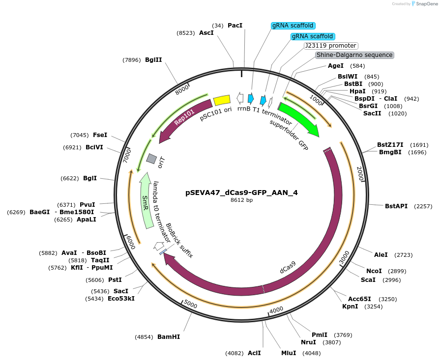 231415-plasmid-map-sequence-id-461754