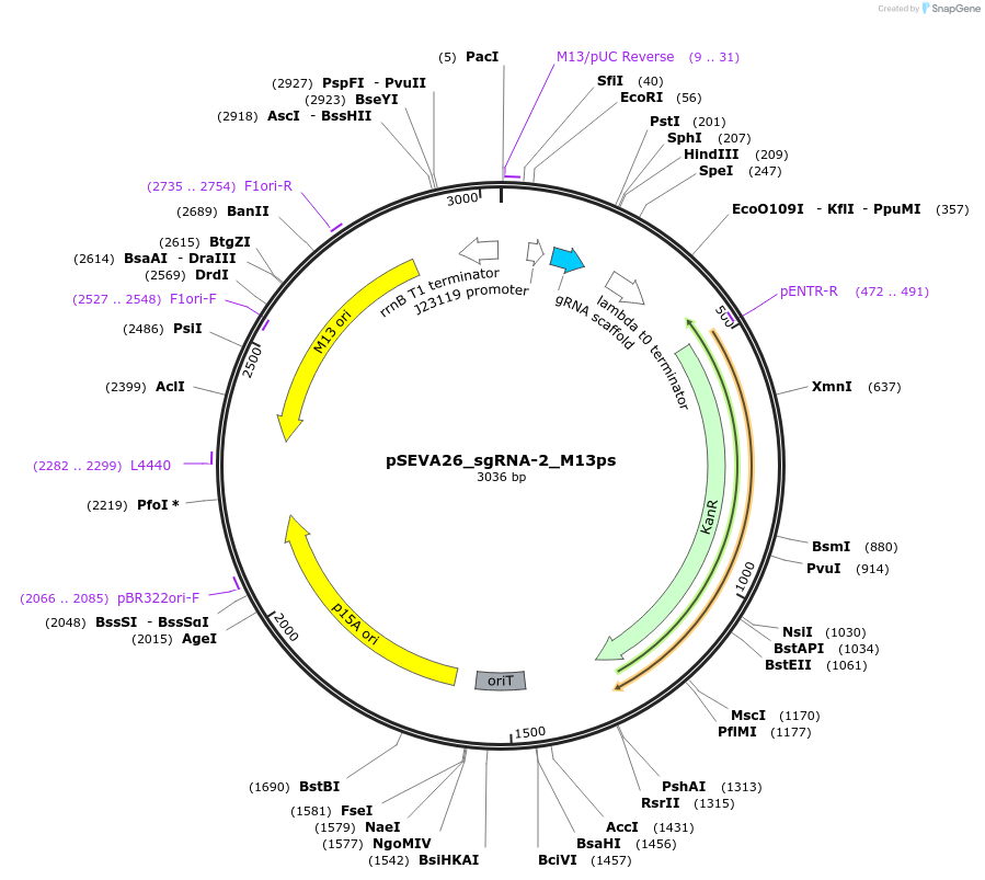 231412-plasmid-map-sequence-id-461762