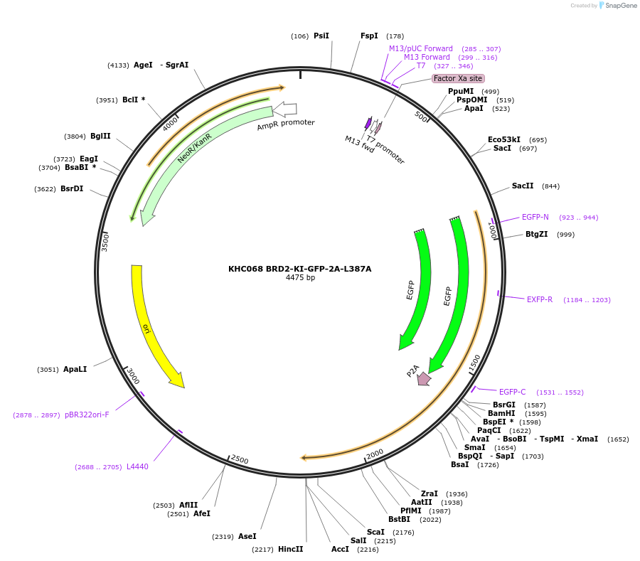 231713-plasmid-map-sequence-id-461767