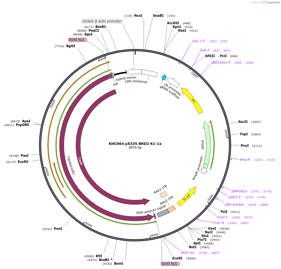 231711-plasmid-map-sequence-id-461768