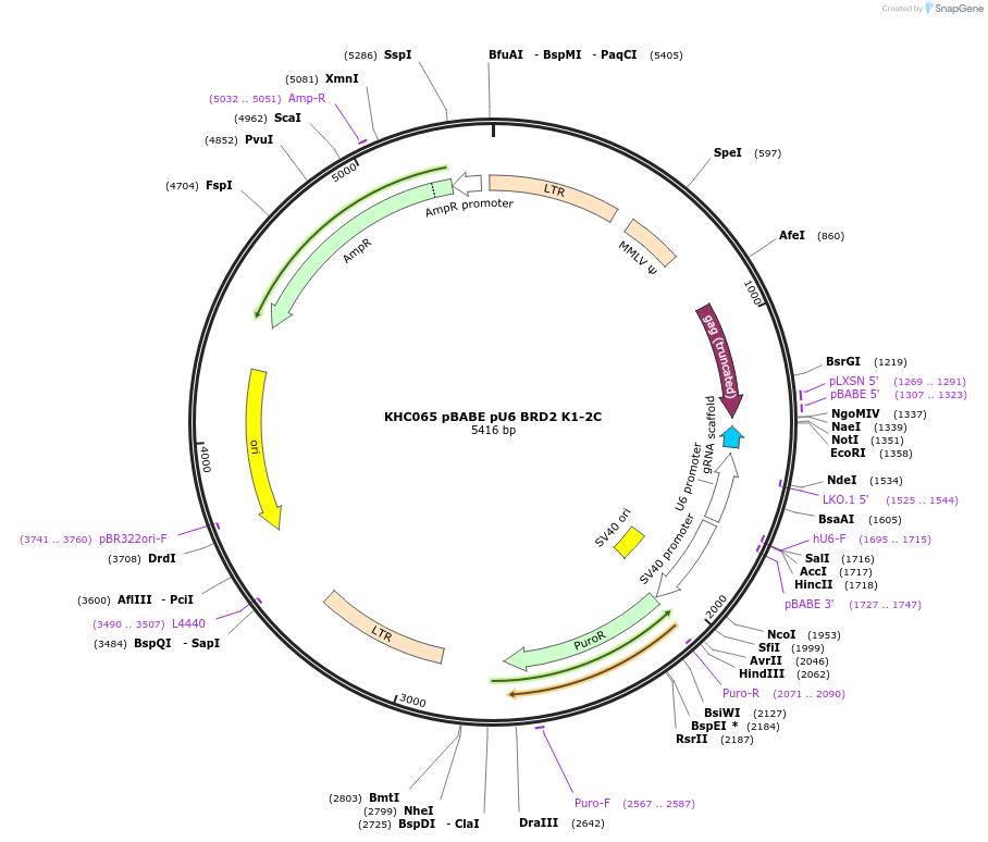 231712-plasmid-map-sequence-id-461769