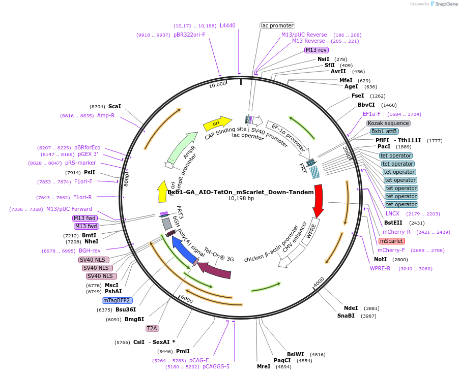 229792-plasmid-map-sequence-id-461776