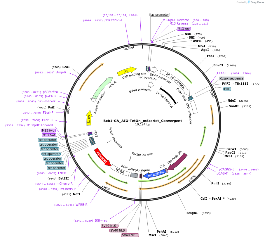 229790-plasmid-map-sequence-id-461778