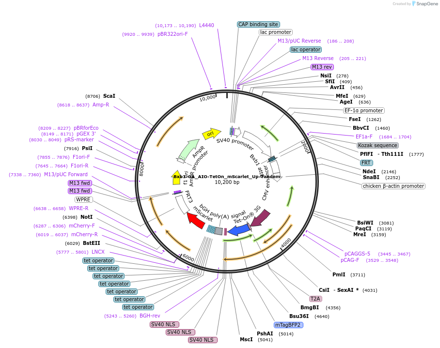 229793-plasmid-map-sequence-id-461788
