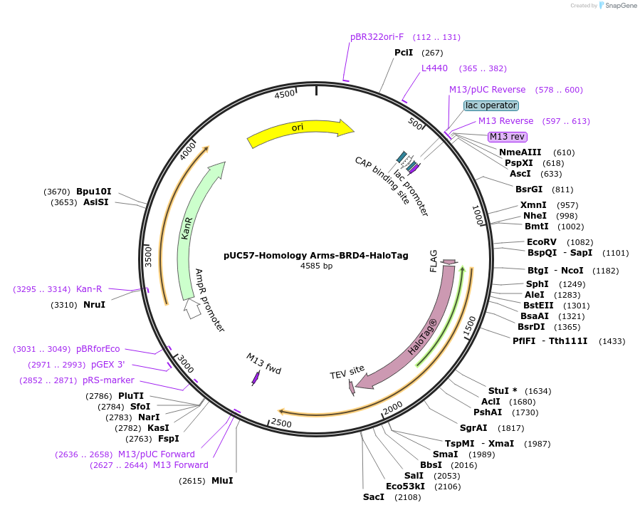 228575-plasmid-map-sequence-id-461799