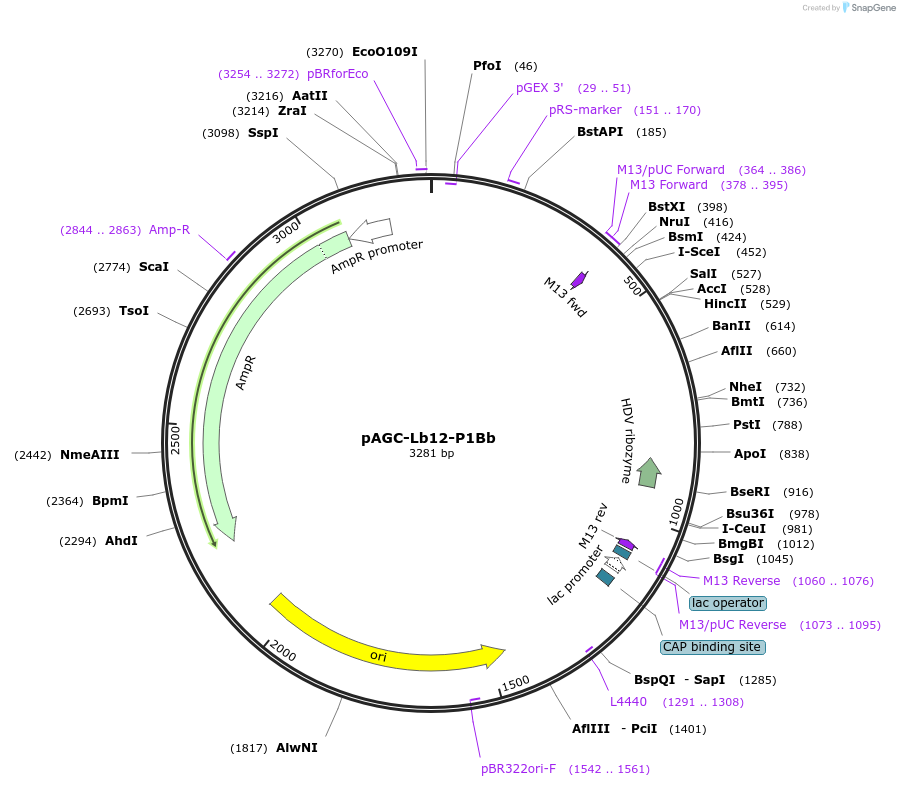 231387-plasmid-map-sequence-id-461810