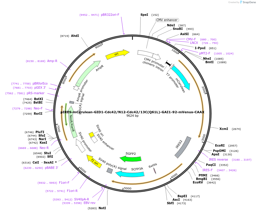 232264-plasmid-map-sequence-id-461830