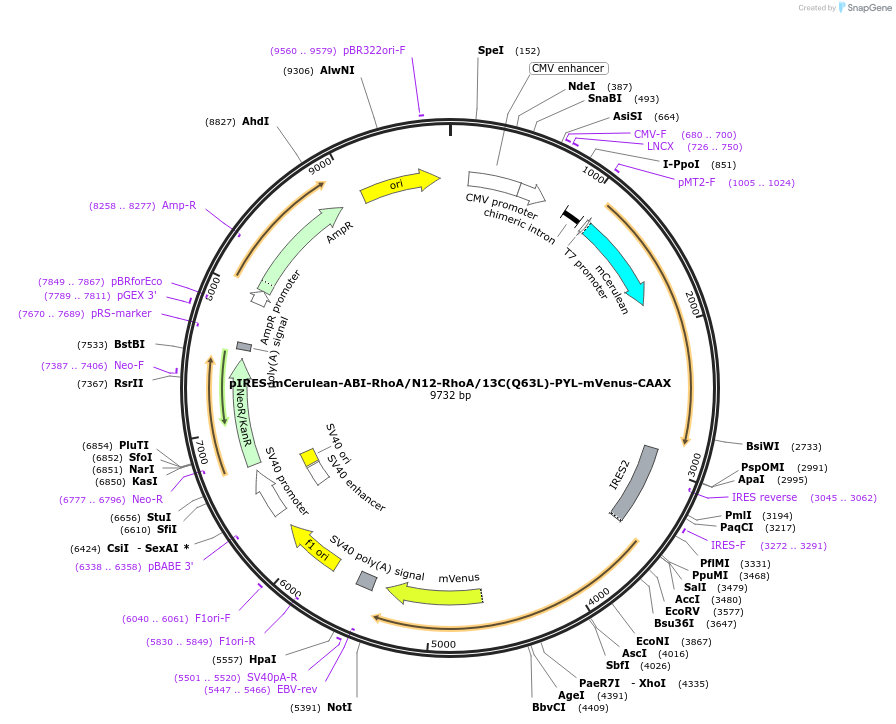 232266-plasmid-map-sequence-id-461831