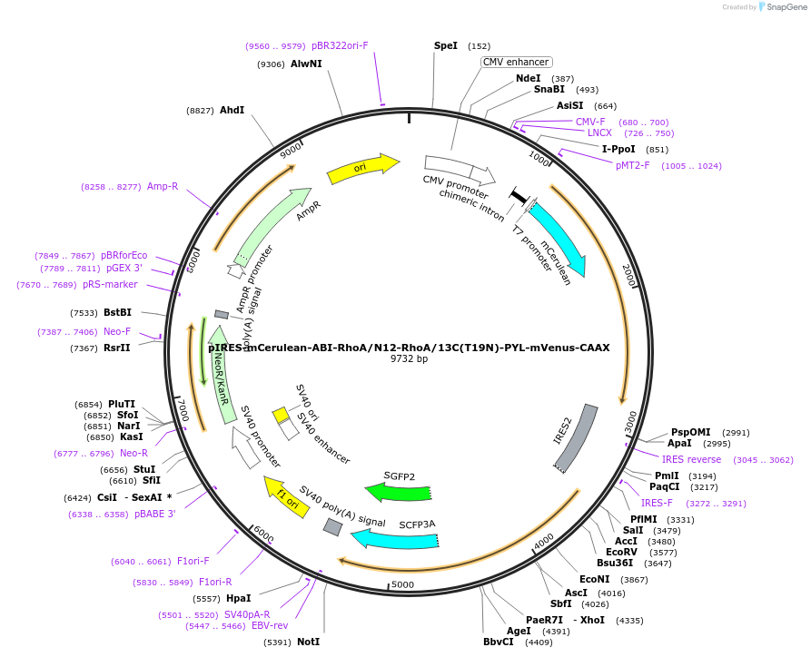 232267-plasmid-map-sequence-id-461832