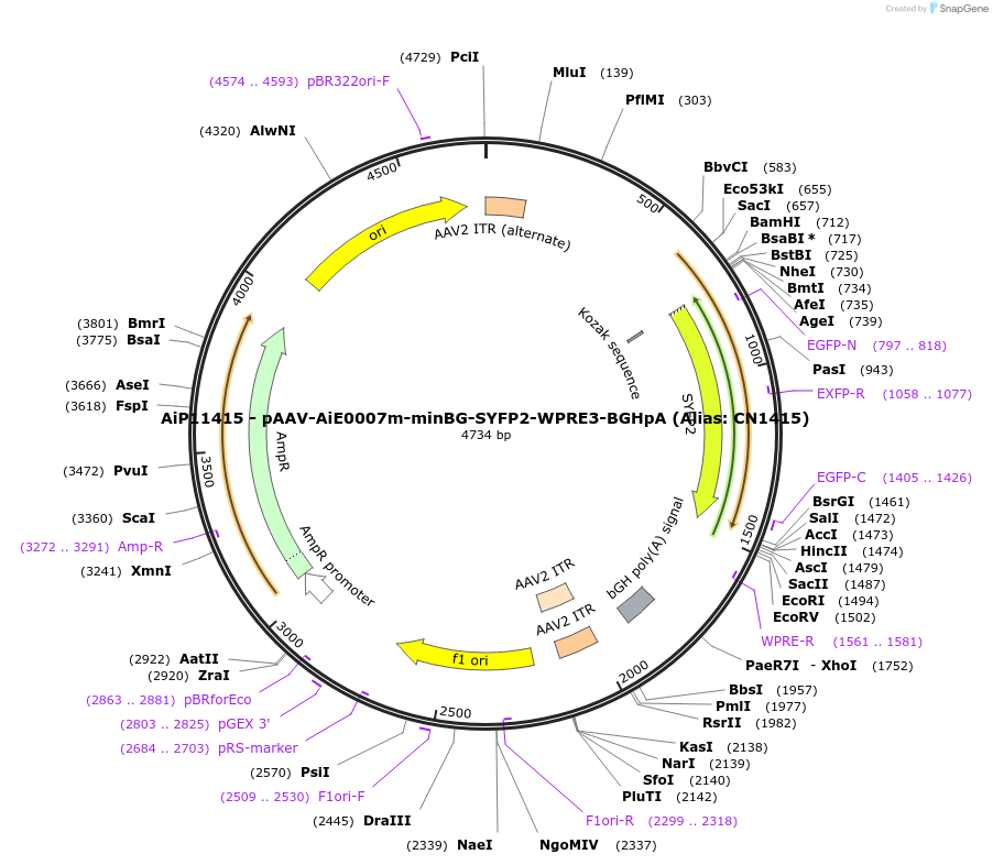 230095-plasmid-map-sequence-id-461836
