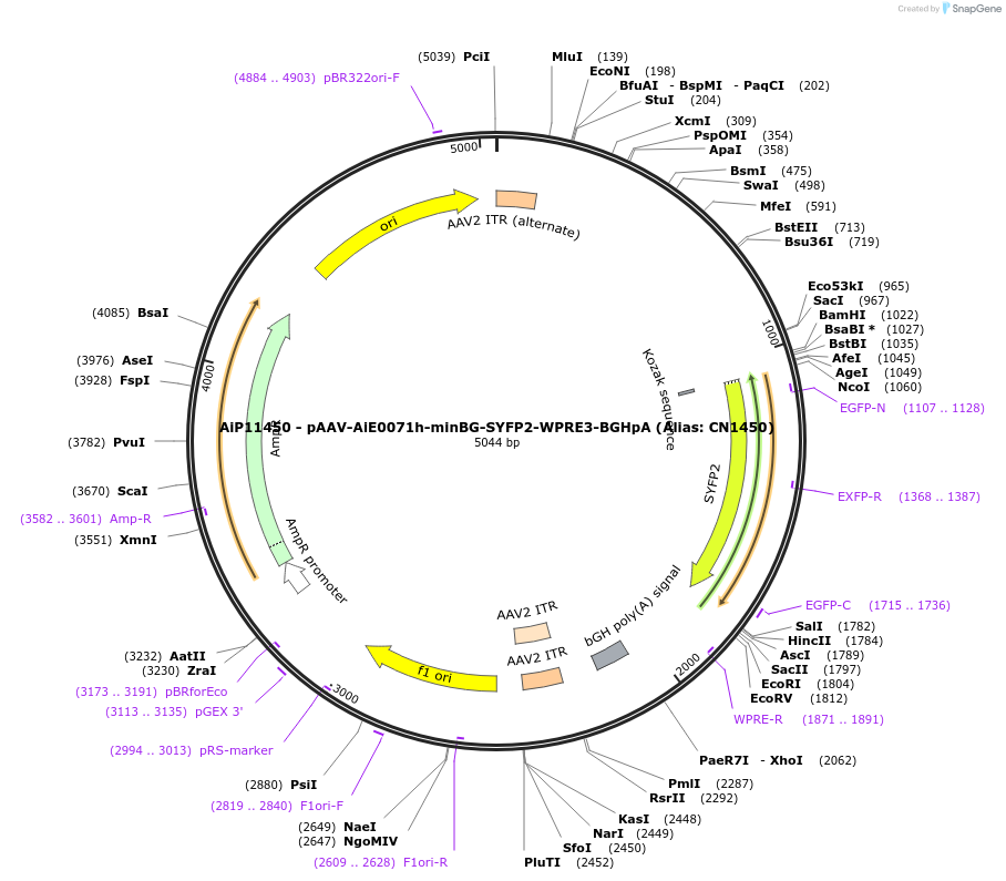 230096-plasmid-map-sequence-id-461837