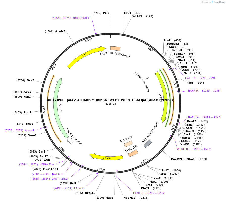 230103-plasmid-map-sequence-id-461839