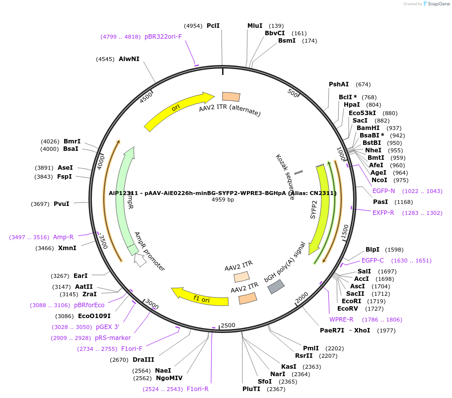 230108-plasmid-map-sequence-id-461840