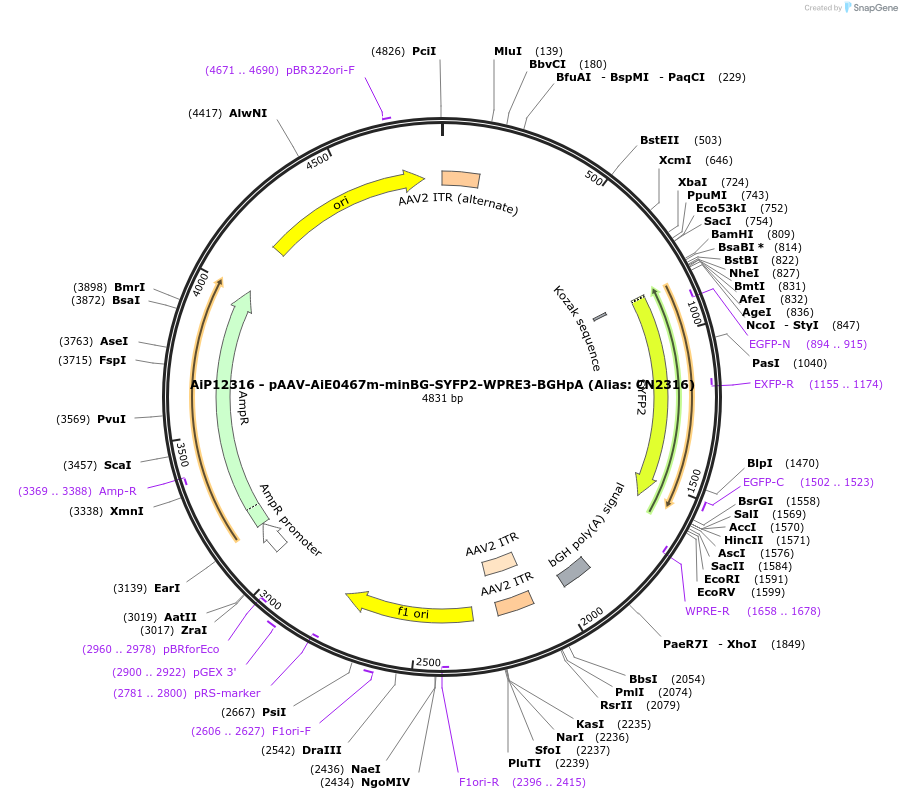230109-plasmid-map-sequence-id-461841