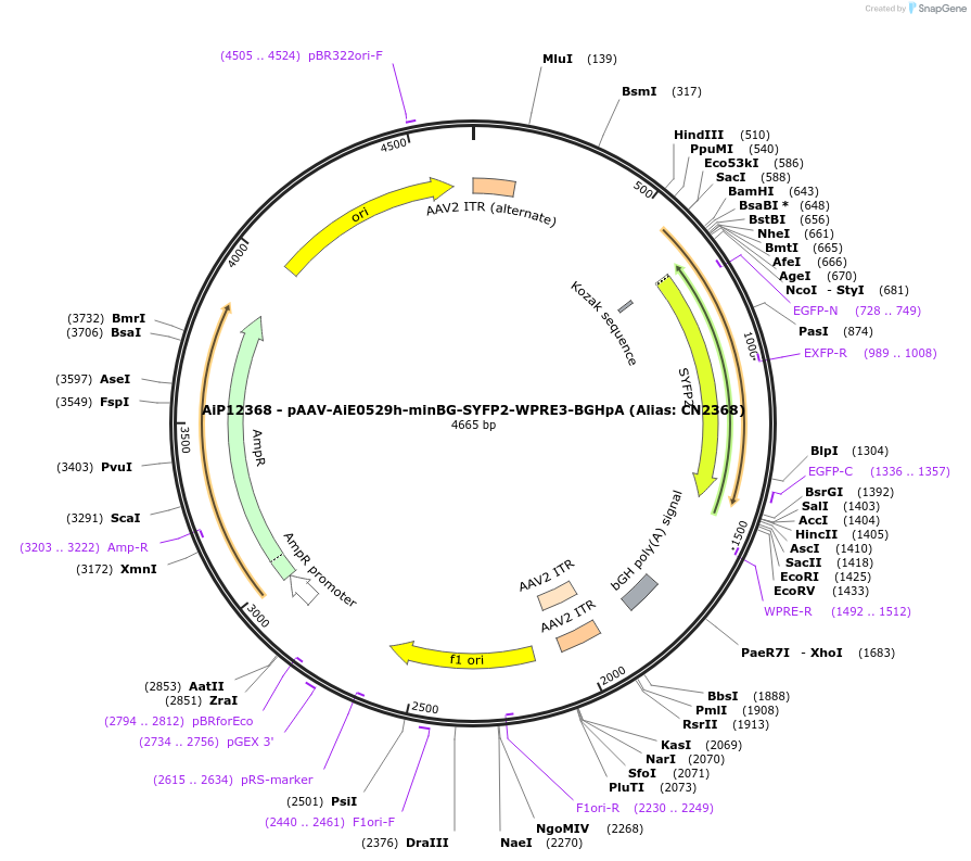 230112-plasmid-map-sequence-id-461844