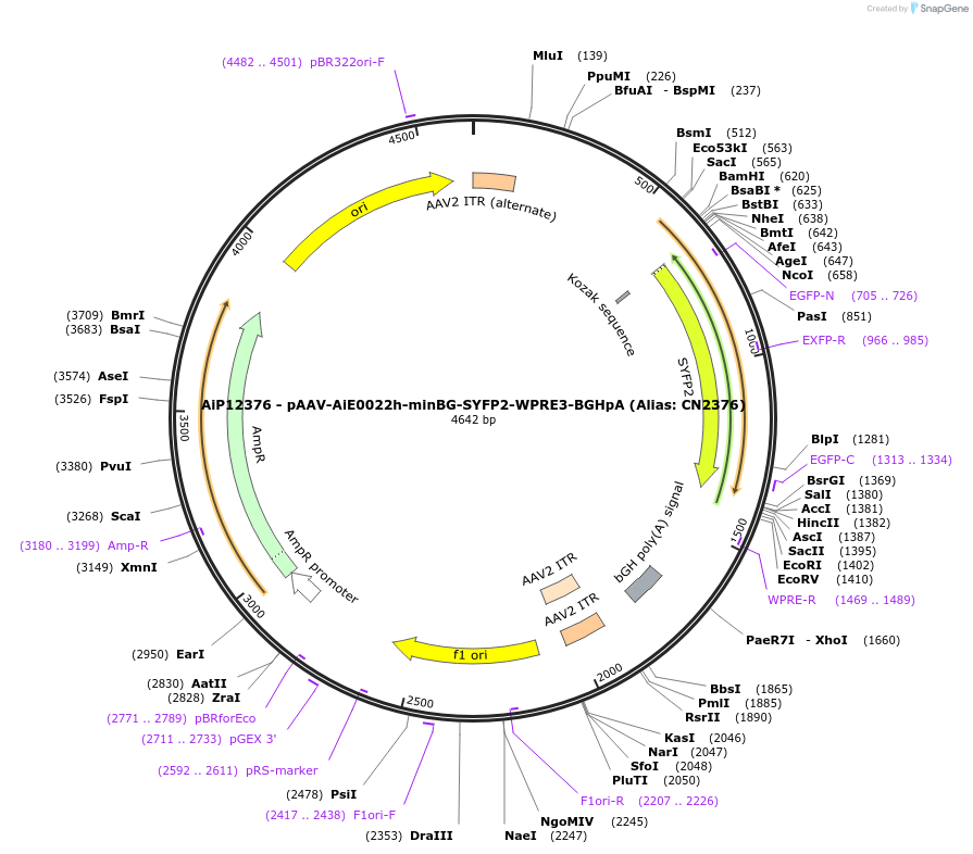 230113-plasmid-map-sequence-id-461845