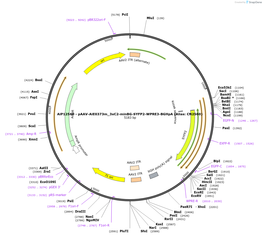 230115-plasmid-map-sequence-id-461847