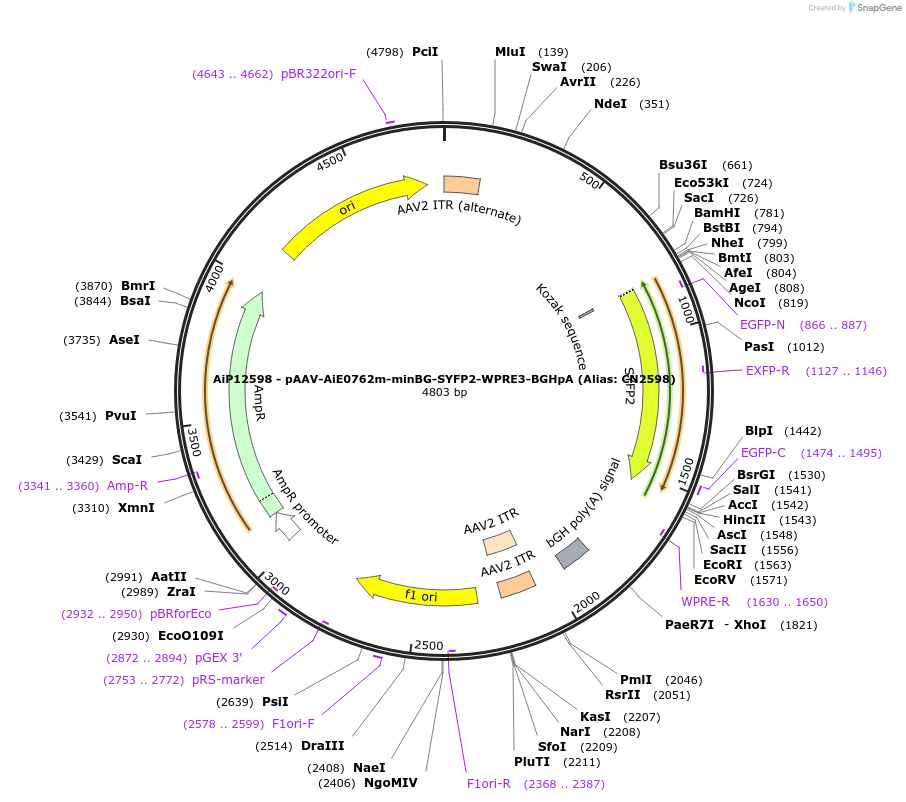 230117-plasmid-map-sequence-id-461848