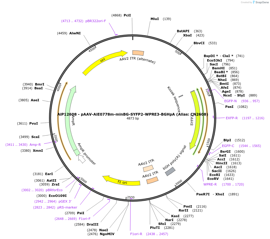 230119-plasmid-map-sequence-id-461850