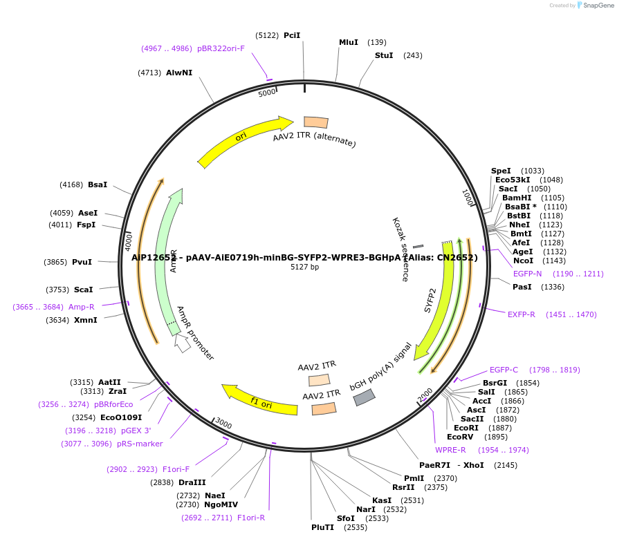 230121-plasmid-map-sequence-id-461851