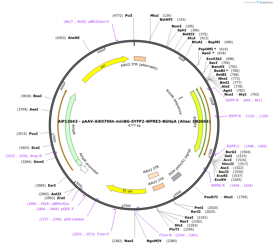 230122-plasmid-map-sequence-id-461852