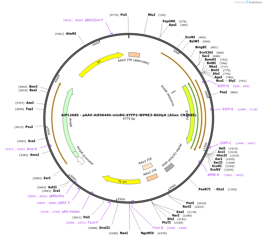 230126-plasmid-map-sequence-id-461854