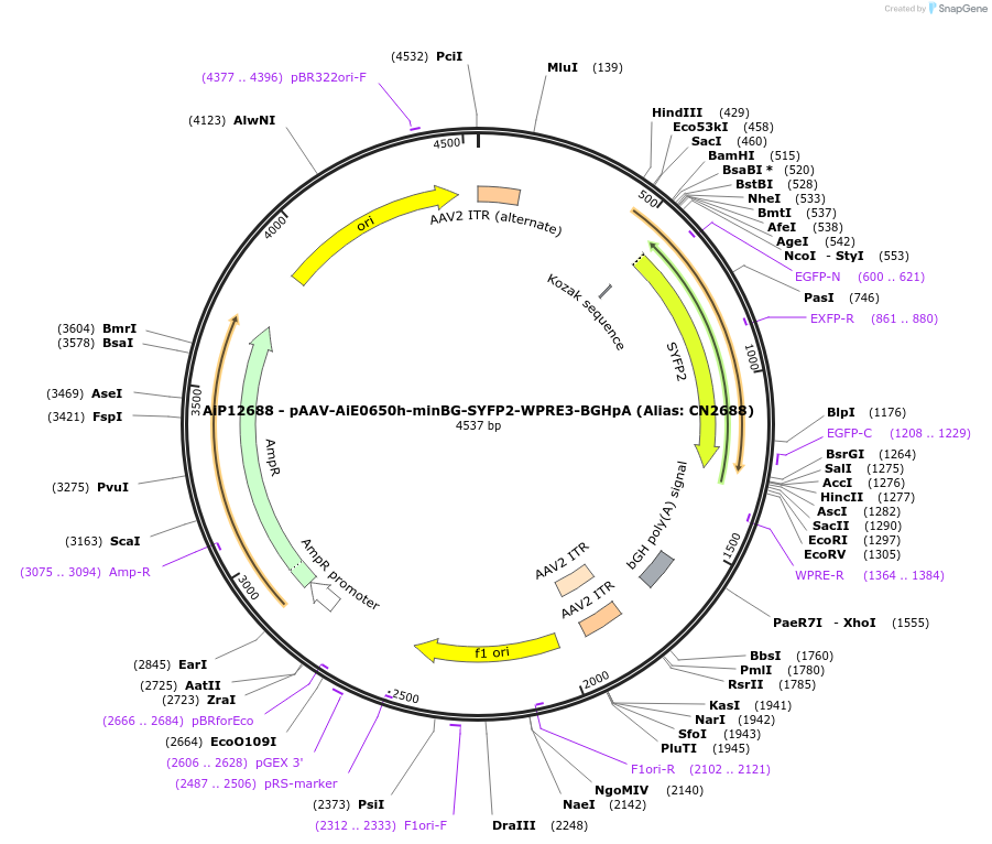 230127-plasmid-map-sequence-id-461855